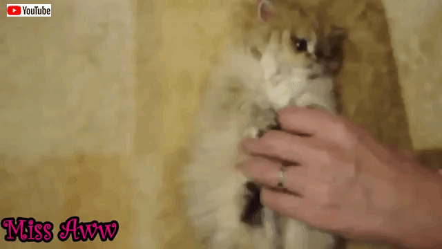 子猫のしぐさが可愛すぎて悶絶 飼い主の手をもみもみしながら眠りに落ちていく猫 マランダー 子猫のしぐさが可愛すぎて悶絶 飼い主の手をもみもみしながら眠りに落ちていく猫 マランダー