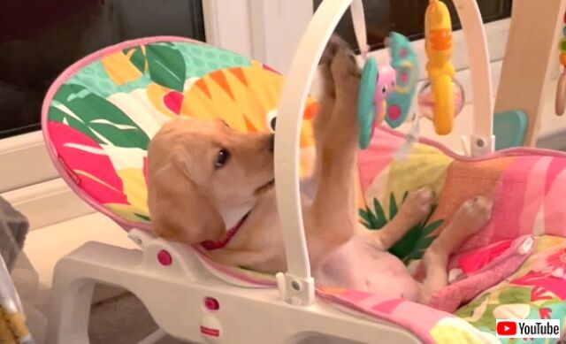 puppy0_640