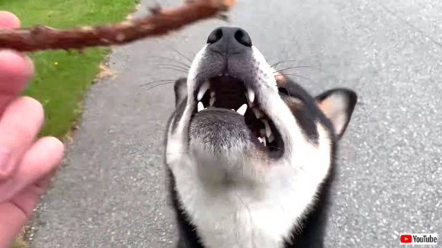 aawwwaw5_640