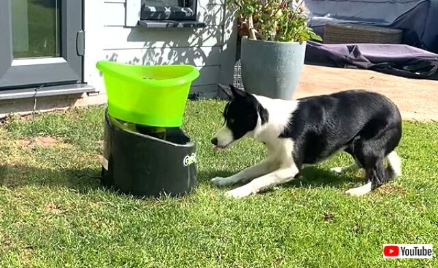 fetch3_640