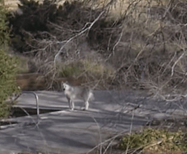 dog-2