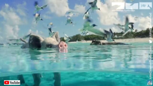 思わずいっしょに泳ぎたくなる？美しいトロピカルビーチで過ごす豚の群れに、ロボットカメラが潜入してみた
