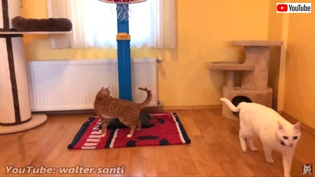 basketballcats4_640