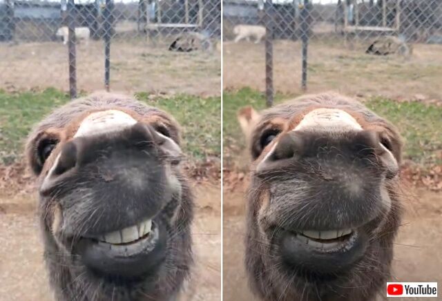 donkey4_640