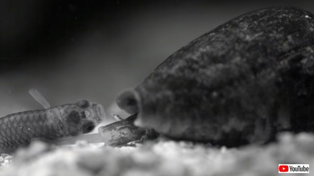 cunningsnails4_640