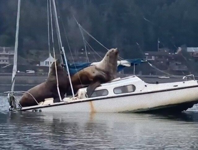sealionsnboats2_e
