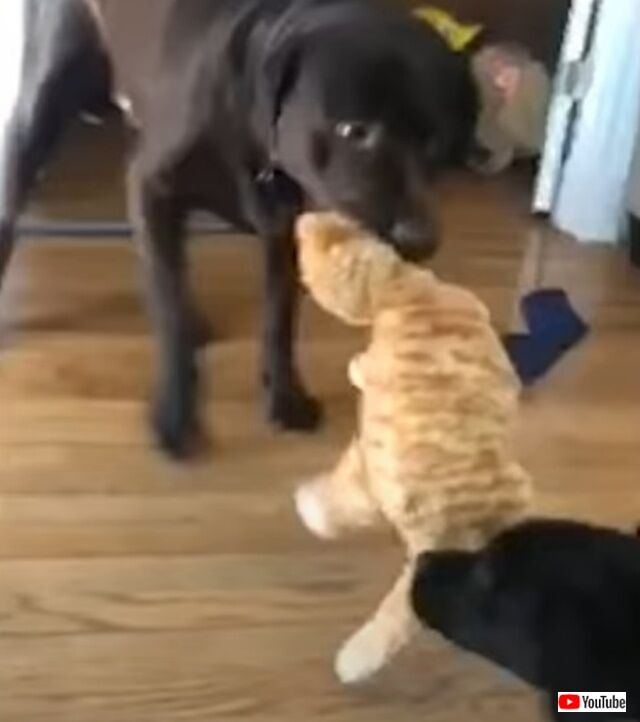 catndogs7_640