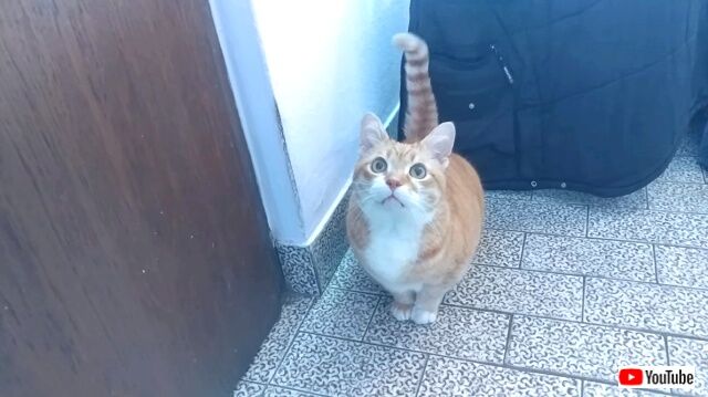 catsrbestfriends7_640