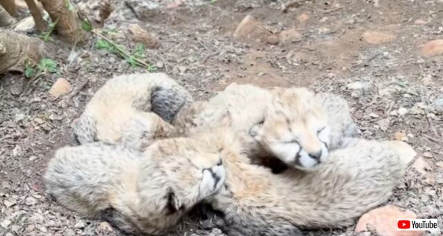 20230107_034136 (5)_batch