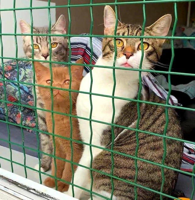 cat-5