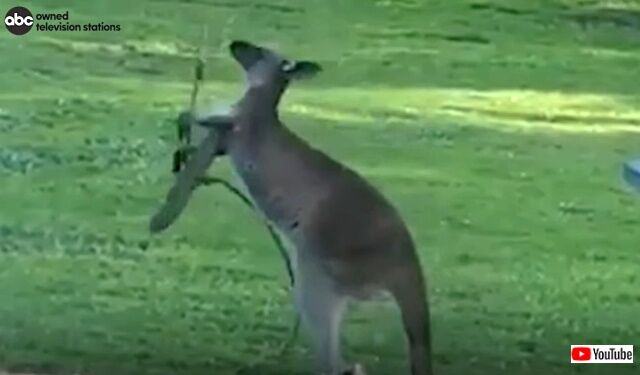 kangaroo5_640