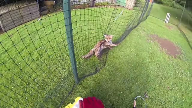 foxrescue2