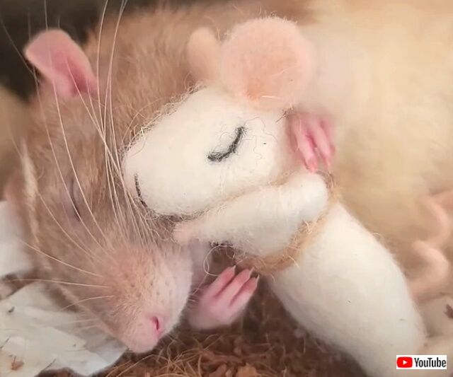 sleepyrat3_640