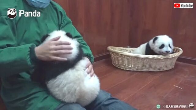 pandabegs1_640