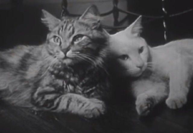 1947cats0_e