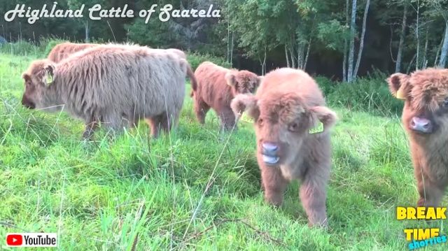 highlandcalves2_640