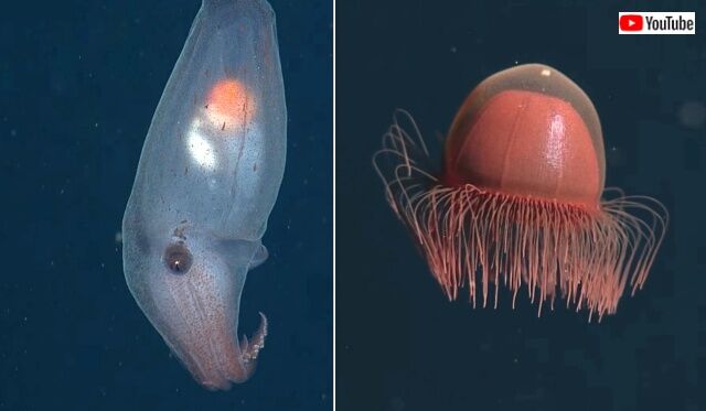 mbari2020_3_11_640