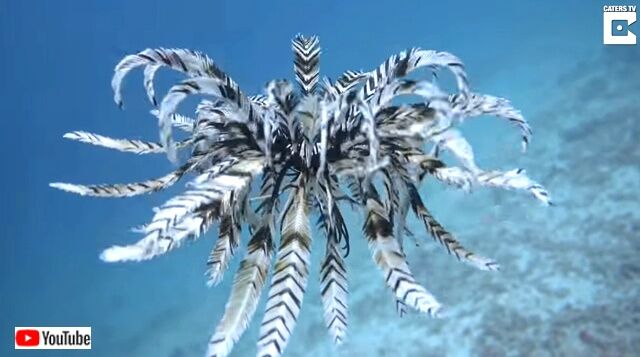 featherstar1_640