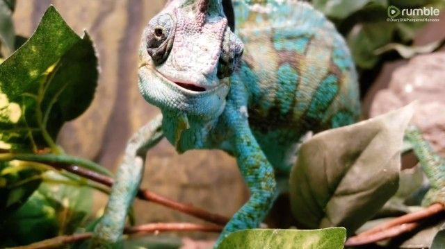 chameleon4_e