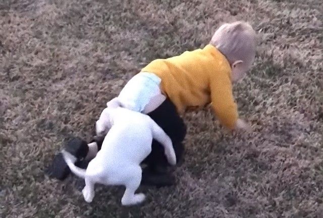 funnyanimalsnkids2_e