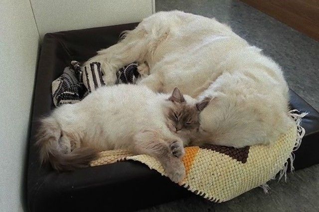 catndogcute2_e