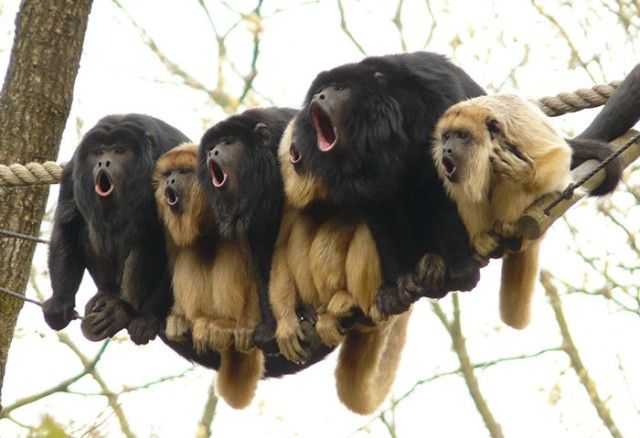 animals-about-to-drop-album-photos-39-58aeea803b882__700_e