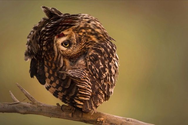owl-photography-1__880_e