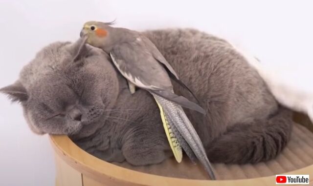 catnbirds3_640