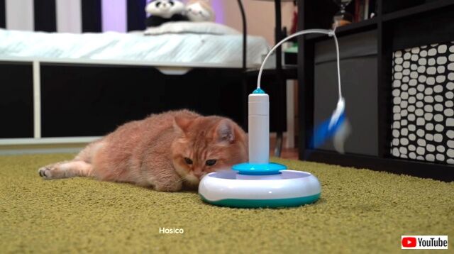lazycatwatoy1_640