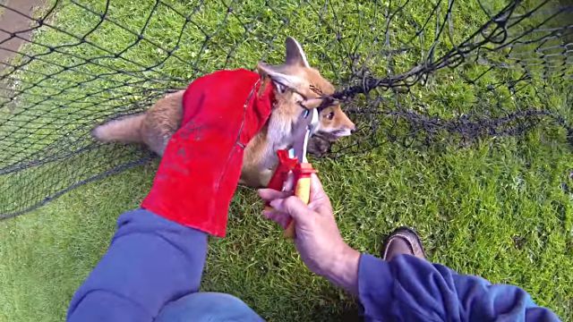 foxrescue5