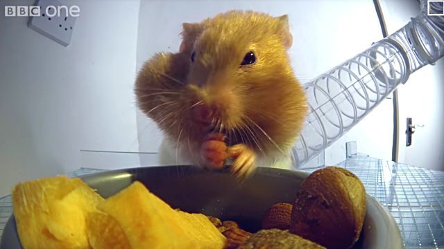 hamsterscheeks4