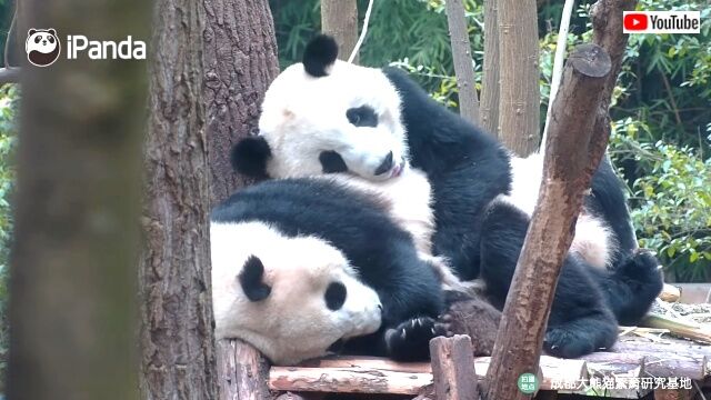 pandaidols4_640