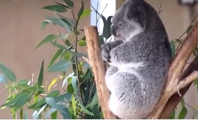 funniestkoala6_e