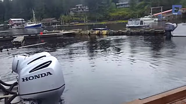 jumpingwhale1