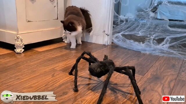 spider4_640