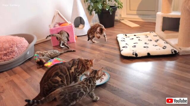 bengalcats4_640