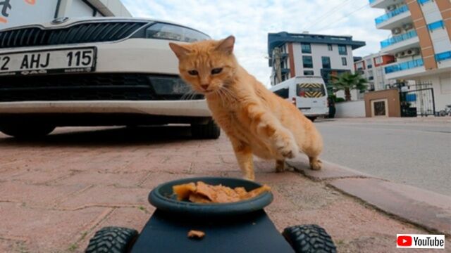 美味しいデリバリーサービスだよ！野良猫のためにロボットでご飯を届けるボランティア