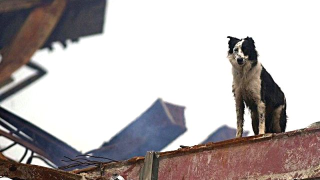 911dogs12_ea