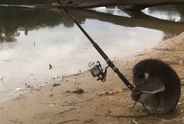 koalafishing3_e