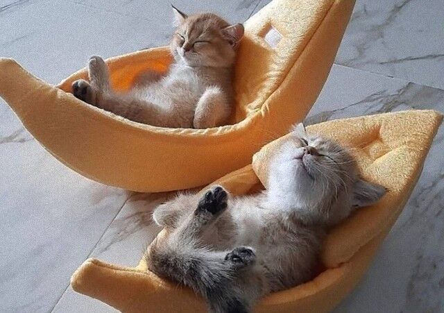 cutekitten4_e_e