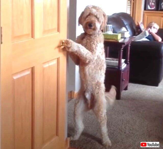 funniestdogs1_640