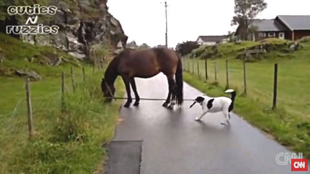dogpullshorse4