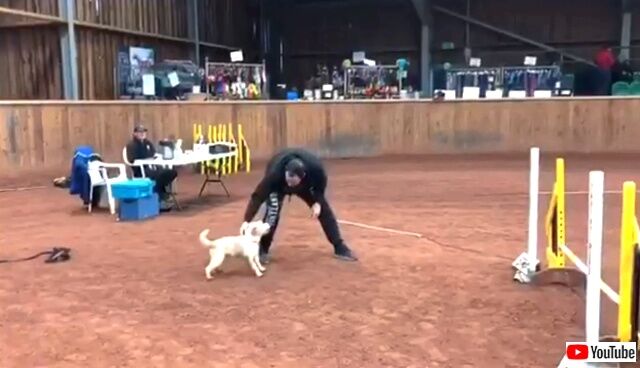 dogvegas3_640
