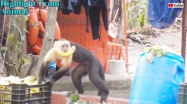 monkeythief0_640