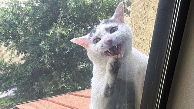 owKzhms_PAgzHi51prpv5mMnr1X6FtVQwZvXbqXtLfs_ea