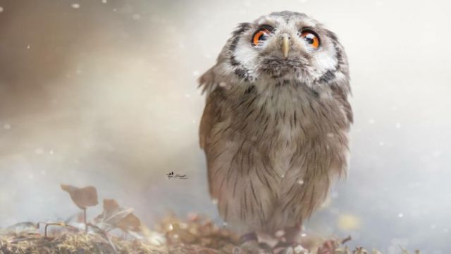 owlfantasy-a