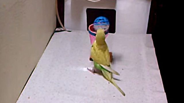 Parakeet7