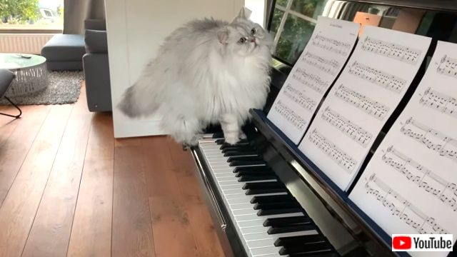 pianistcats7_640