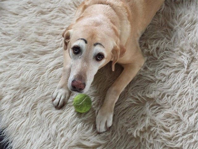 eyebrows8_e