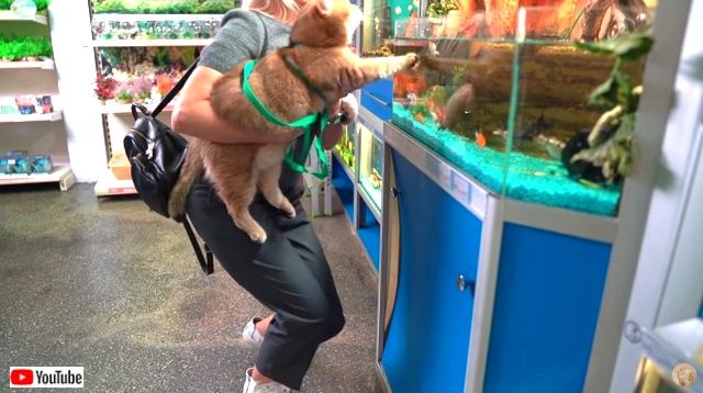 luvpetstores5_640